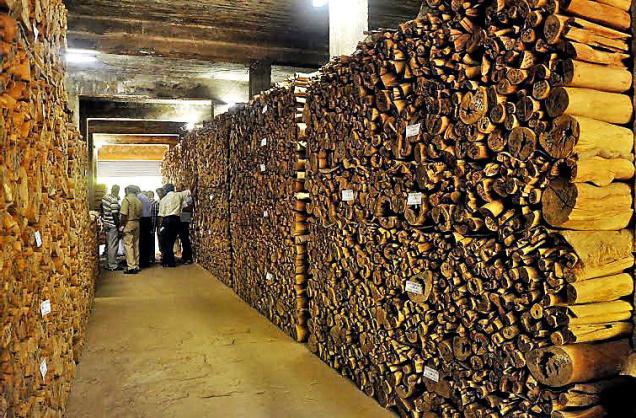 На Закарпатті продали з аукціону майже 17 кубометрів деревини