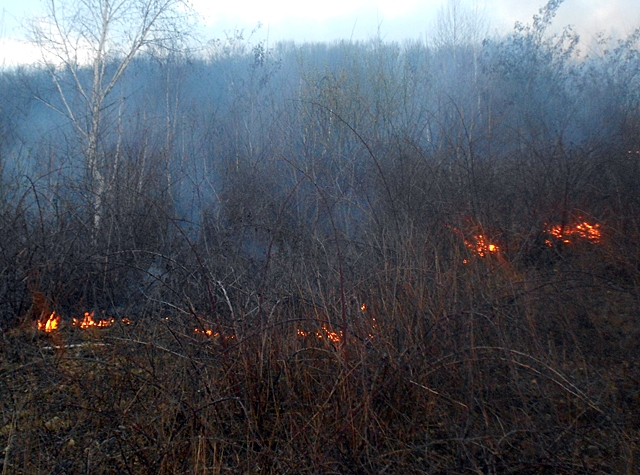 Закарпатці й надалі масово спалюють суху траву та сміття: за 3 доби – 12 пожеж в екосистемах