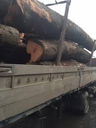 Три вантажівки "незаконного" лісу затримали на Закарпатті 