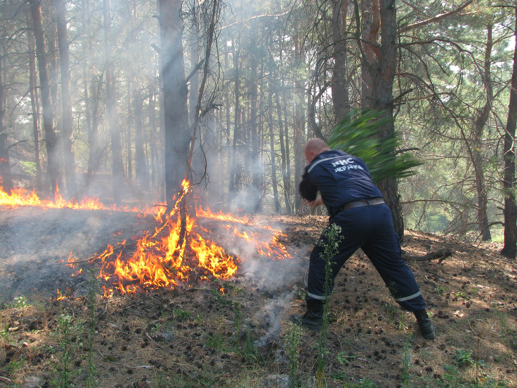 Рятувальники ліквідували пожежу лісової підстилки на території Ужанського нацпарку