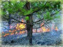 Понад 1,5 тис працівників оберігають ліси від пожеж на Закарпатті