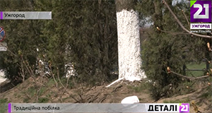 В Ужгороді знову, за радянською традицією, білять дерева, а заразом – стовпи та бордюри (ВІДЕО)