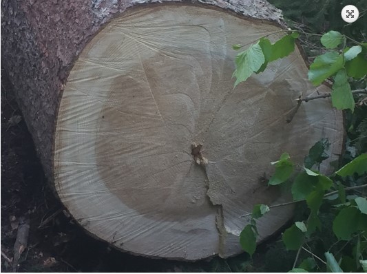 На Рахівщині, на заповідній території неподалік форелевого господарства, рубають здорові дерева (ФОТО)