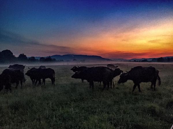 На Закарпатті фермер з Німеччини перегнав стадо буйволів на полонини (ФОТО, ВІДЕО)