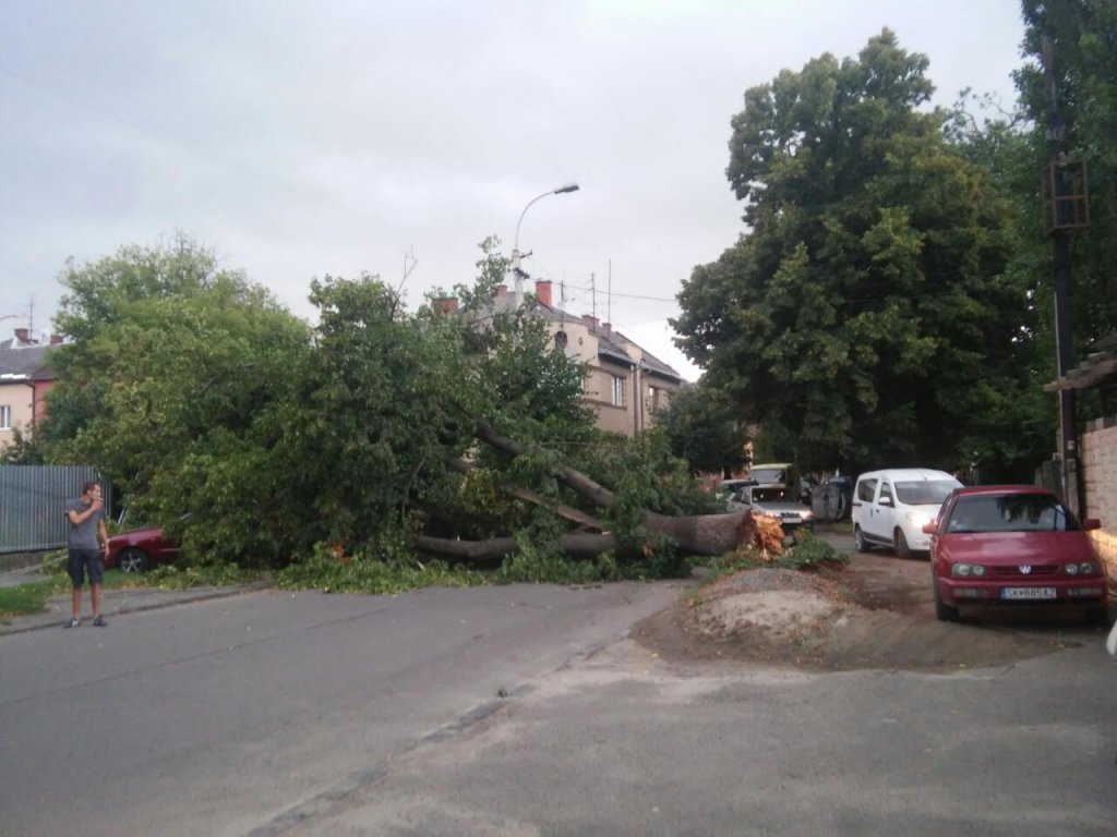 В Ужгороді під час сьогоднішнього буревію знову падали дерева
