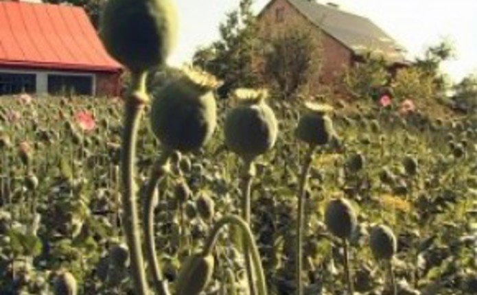 На Іршавщині та Свалявщині вилучили понад 200 незаконно вирощених рослин маку