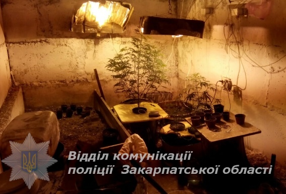 На Ужгородщині чоловік обладнав приміщення під "нарколабораторію", де виростив півтораметрову грядку конопель (ФОТО)