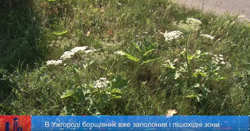 Борщівник в Ужгороді дістався вже й пішохідних зон (ВІДЕО)