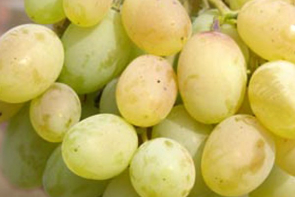 На найбільшому оптовому ринку України з’явились перші партії цьогорічного винограду з Закарпаття