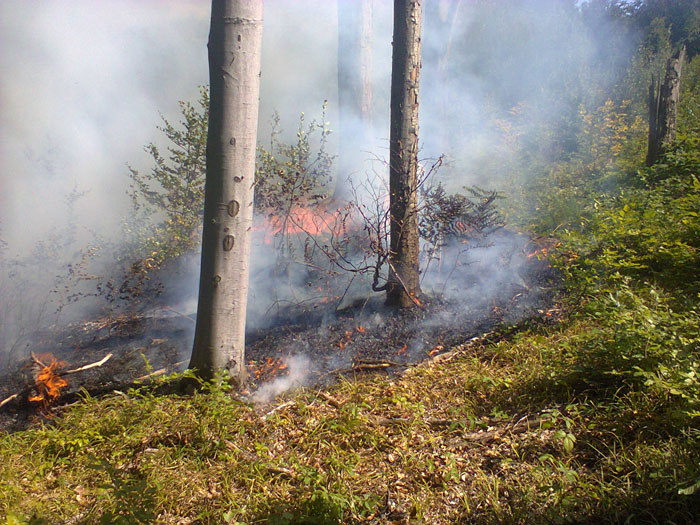 На Великоберезнянщині рятувальники ліквідували пожежу лісової підстилки (ФОТО)