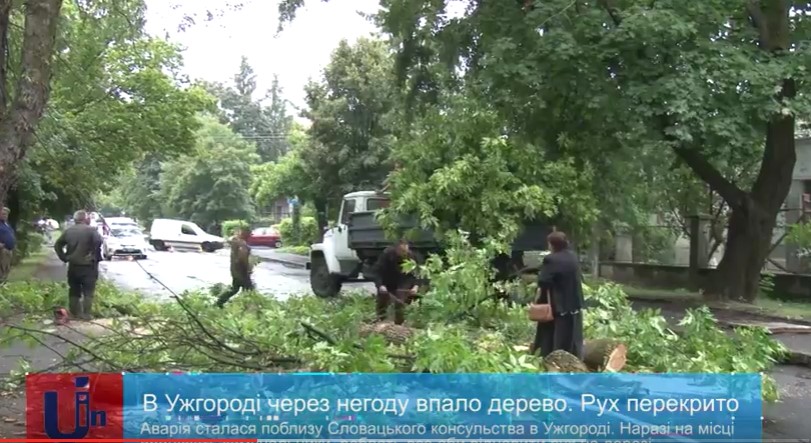В Ужгороді негода повалила на дорогу дерево, перекривши рух (ВІДЕО)