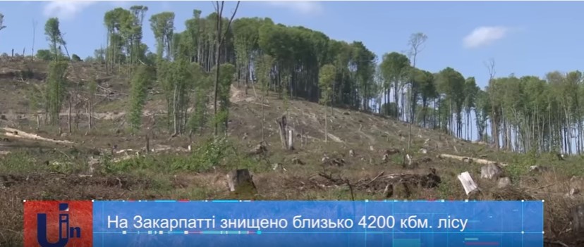 На Закарпатті знищено понад 4 тис кубометрів лісу (ВІДЕО)