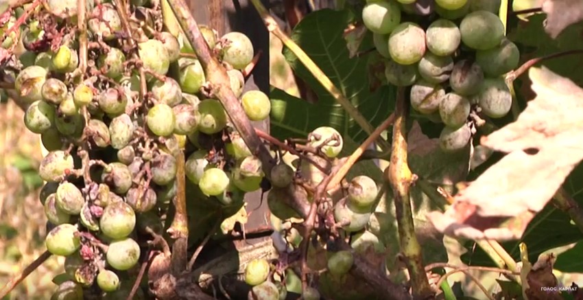 Виноград на плантаціях фермерів у Виноградові масово знищив оїдіум (ВІДЕО)