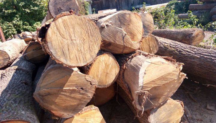 У ході обшуку на Хустщині виявлено понад 70 кубометрів деревини цінних порід (ФОТО)