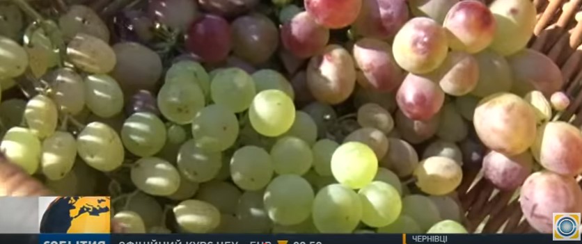 На Закарпатті лікар-кардіолог вирощує 250 сортів винограду з усього світу (ВІДЕО)