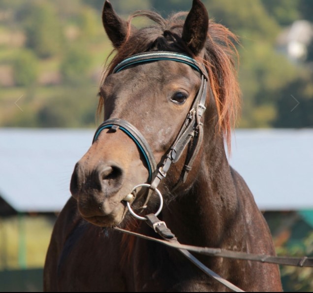 На атестаційних змаганнях на Закарпатті із 13 "гуцуликів" найкращою стала кобила Бистриця(ФОТО)