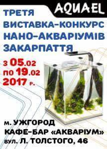 В Ужгороді відбудеться 3-я виставка-конкурс мініатюрних акваріумів (ФОТО)