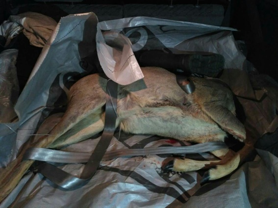 На Тячівщині на світанку зупинили "Тойоту" під керуванням браконьєра із тушою косулі в багажнику (ФОТО)
