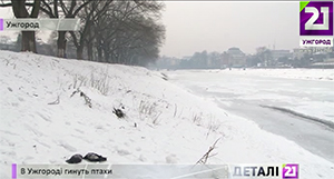Зростання смертності серед пернатих в Ужгороді в умовах морозної цьогорічної зими підвтерджують орнітологи (ВІДЕО)