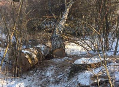 На Закарпатті, реагуючи на можливе порушення кордону, у прикордонній смузі виявили вирубку дерев. Угорці затримали ймовірного "дроворуба" (ФОТО)