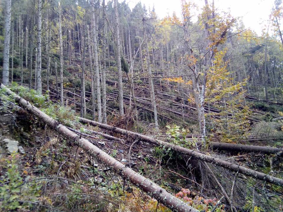 На Тячівщині буря повалила 27,5 гектарів лісу (ФОТО)
