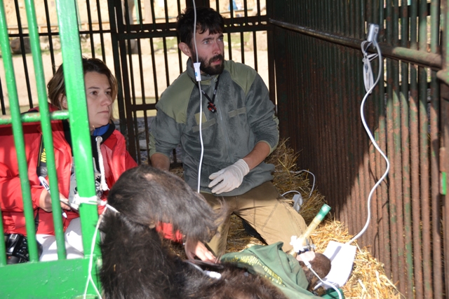 На Закарпатті ведмедів у реабілітаційному центрі оглянули ветеринари (ФОТО)