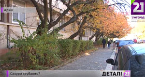 В Ужгороді зрубають близько півтора десятка "позначених" сакур (ВІДЕО)