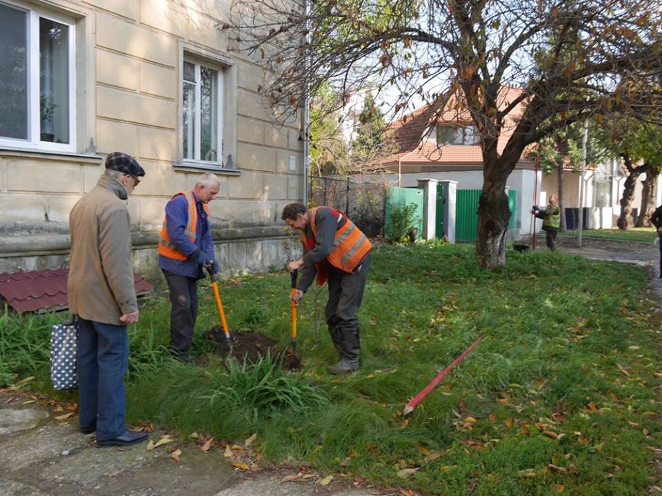 У центральній частині Ужгорода сьогодні продовжують висаджувати дерева (ФОТО)