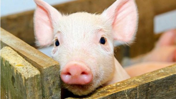 На Перечинщині зафіксували спалах африканської чуми свиней