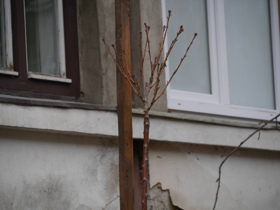 ФОТОФАКТ. Замість зрізаних на вул. Бращайків в Ужгороді аварійних дерев висадили сакури, сливи та яблуню