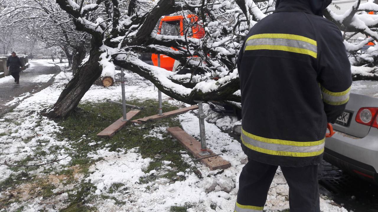 Упродовж дня на Закарпатті рятувальники чотири рази виїздили на місця падіння дерев (ФОТО)