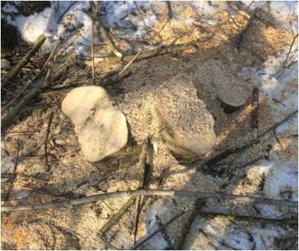 Поблизу кордону на Закарпатті виявили пеньки близько 60 зрубаних дерев, переміщених після порубки до Угорщини (ФОТО)