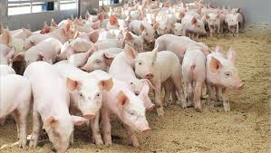 Попри спалахи африканської чуми свиней в Україні, на Закарпатті їх поголів'я залишилося стабільним