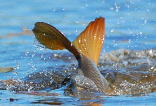 На період нересту, з 25 березня до 15 травня, на Закарпатті заборонять вилов риби у водоймах