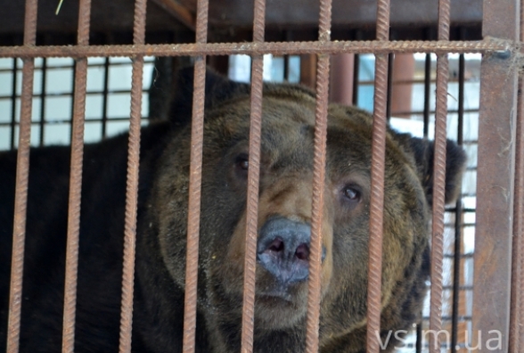 Ведмедя Стефана з хмельницького зоопарку перевезуть до закарпатського "Синевиру"