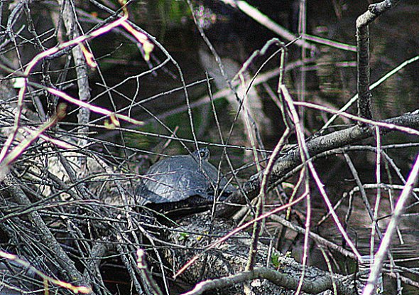 У Буштині, що на Тячівщині, оселились болотяні черепахи