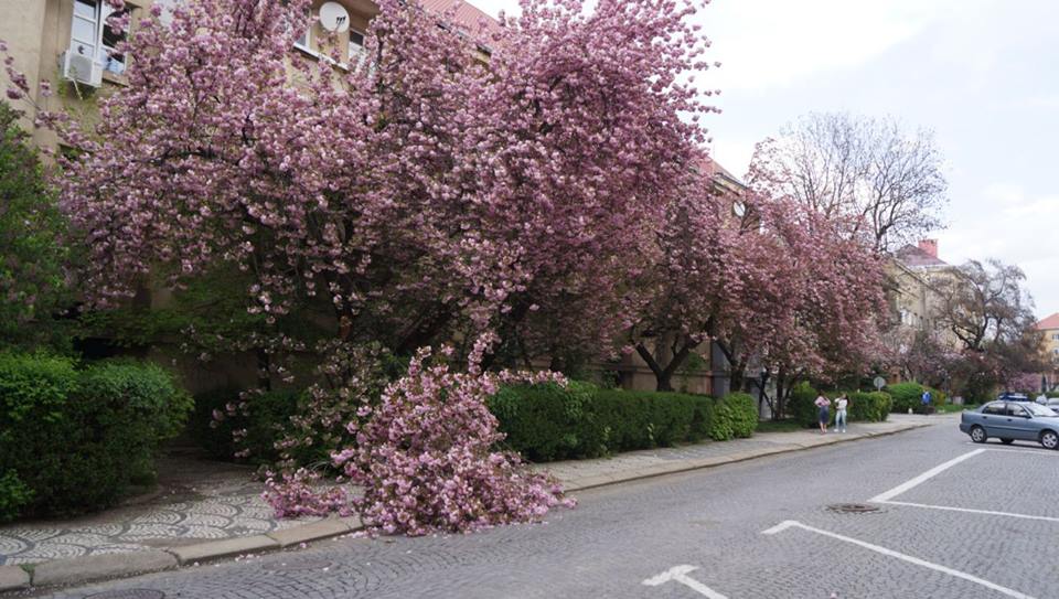 ФОТОФАКТ. Вже на старті сезону цвітіння сакур в Ужгороді перехожі ламають гілля квітучої японської вишні