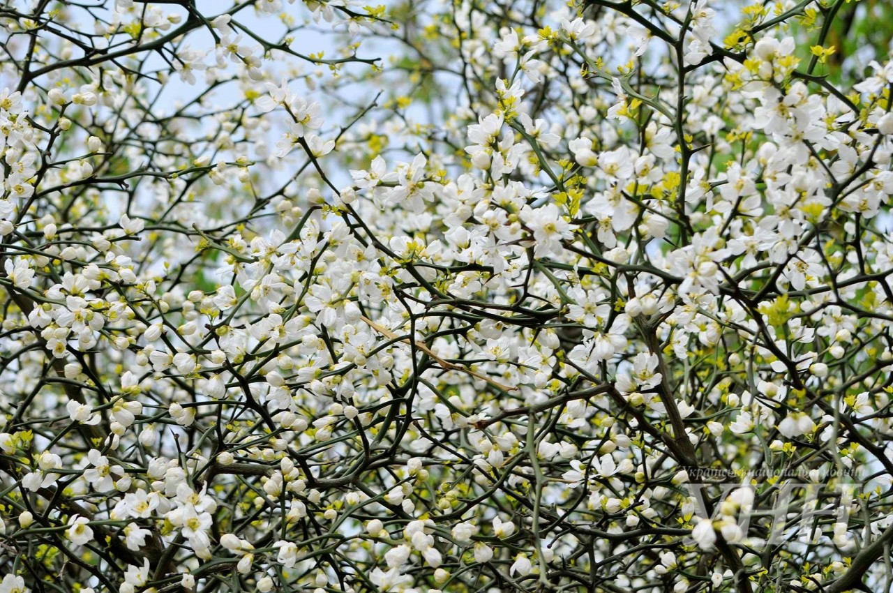В Ужгороді цвітуть морозостійкі цитруси (ФОТО)