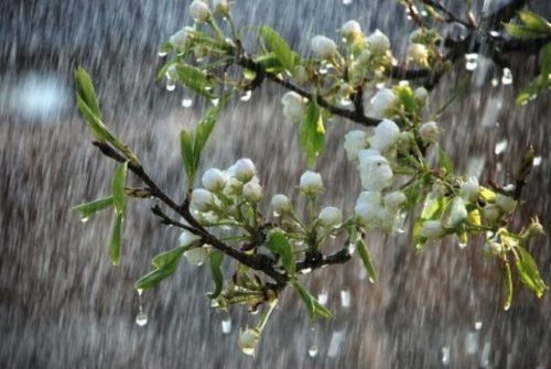 До 22 квітня на Закарпатті прогнозують заморозки і дощі