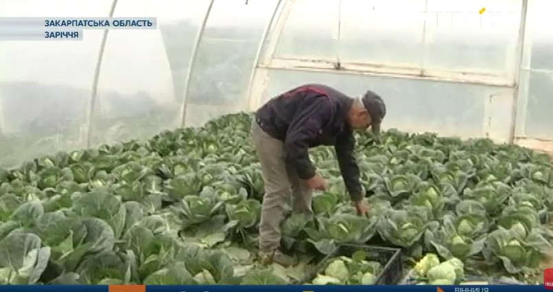 Перший в Україні врожай ранніх овочів почали збирати на Закарпатті (ВІДЕО)