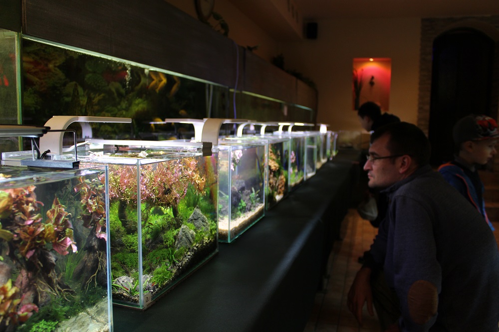 В Ужгороді можна побачити виставку "Сакура в акваріумі" (ФОТО, ВІДЕО)