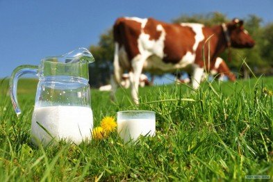 Закарпаття – в шестірці областей, де цьогоріч наростили виробництво молока