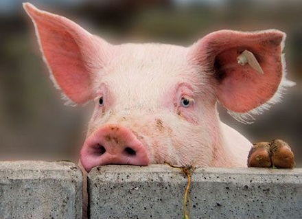 Через спалах африканської чуми свиней Білорусь тимчасово обмежила ввезення свинини із Закарпаття