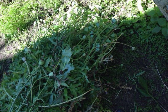У мешканця Лози, що на Іршавщині, повисмикували на городі 191 рослину снодійного маку (ФОТО)