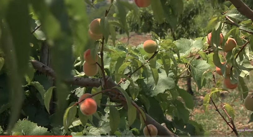 Масовий збір персиків на Виноградівщині розпочнеться вже за тиждень-півтора, чекають на рекордний урожай (ВІДЕО)