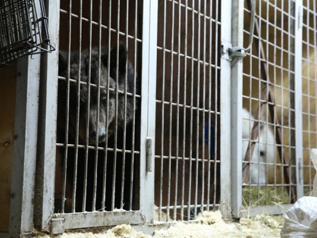 На території Мукачева заборонили  виступи пересувних цирків з тваринами 