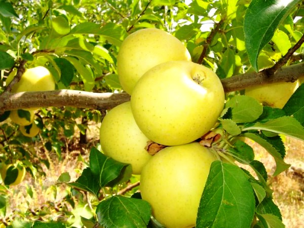 Закарпатські ранні яблука Голден Делішес з’явились на українському ринку на 1,5 місяці раніше звичного