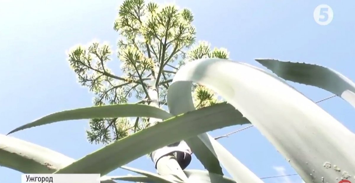 В Ужгороді у відкритому грунті 8-метровим квітконосом вперше розквітла агава (ФОТО)
