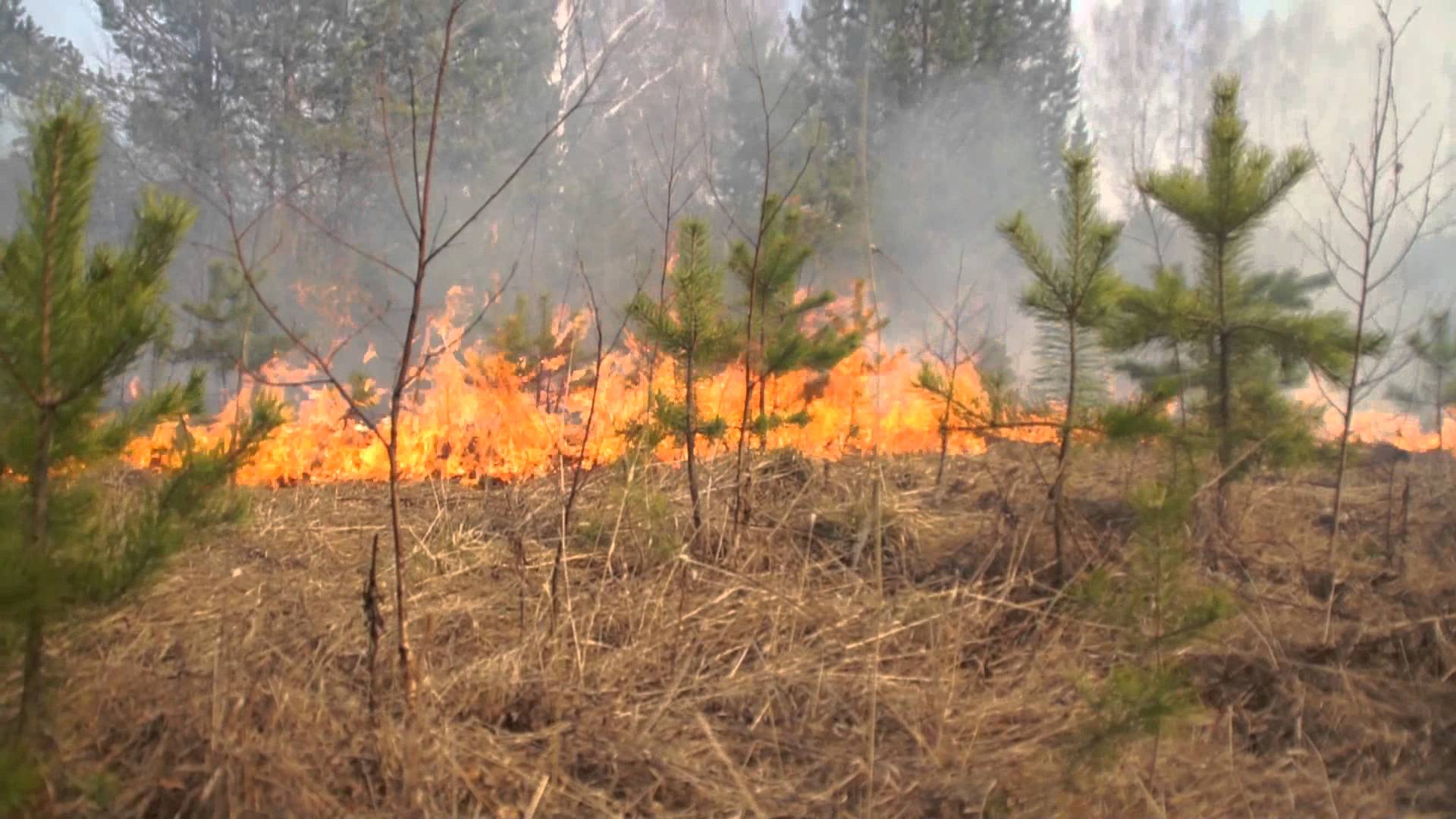 За порушення правил пожежної безпеки в лісі на Закарпатті покарали 82 особи