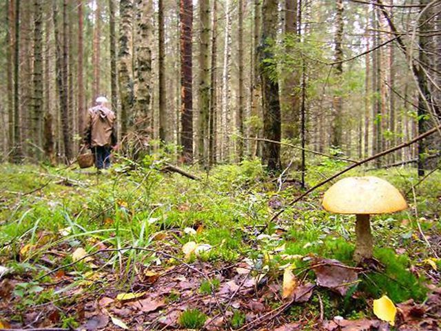 На Закарпатті шукають грибника, що заблукав поблизу Усть-Чорної